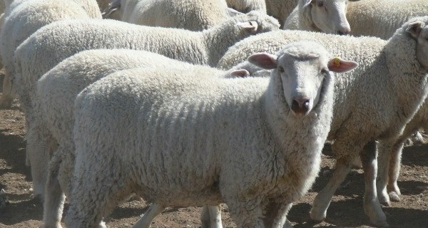 Razza Coolalee