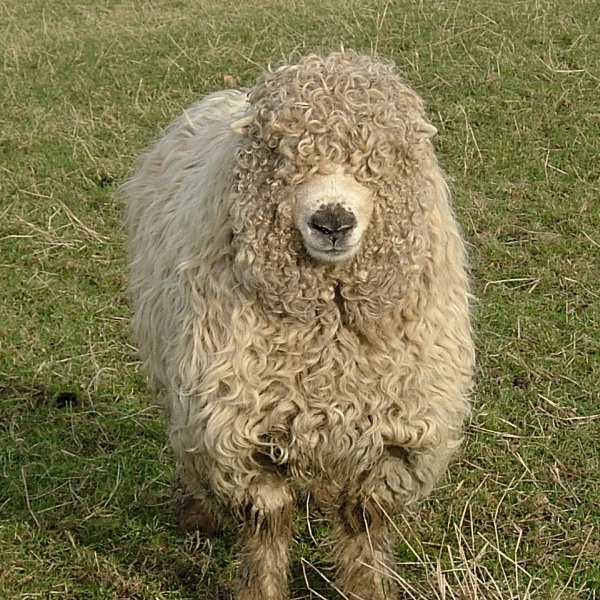 Pecora di razza Dartmoor 