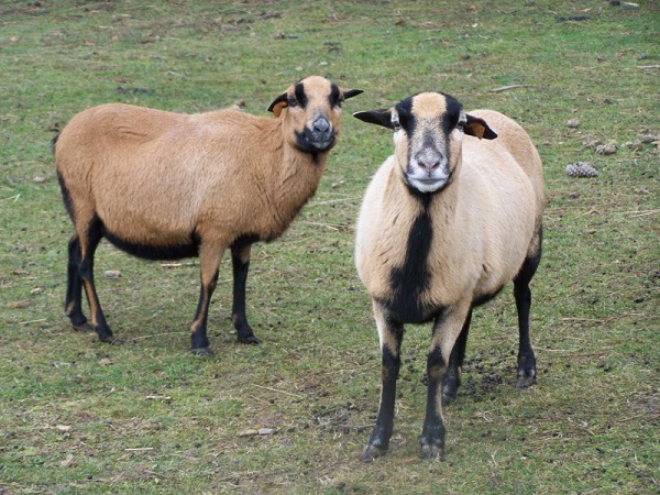 Soggetto maschio di razza del Camerum