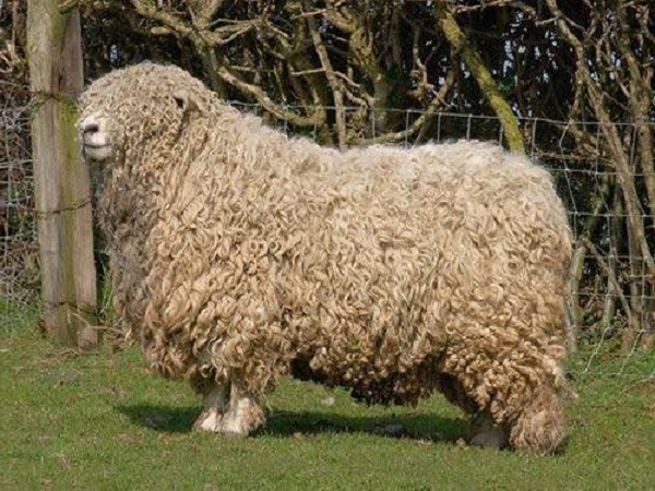 Devon Longwoolled