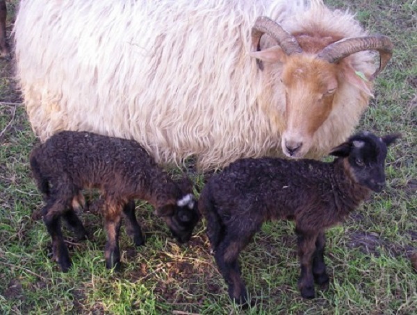 Pecora della bruhiera di Drenthe