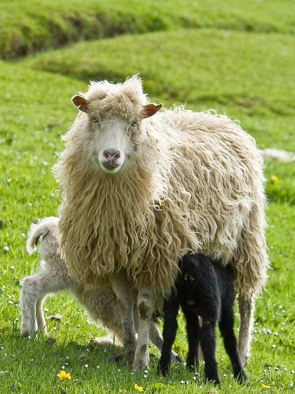Razza Faroe