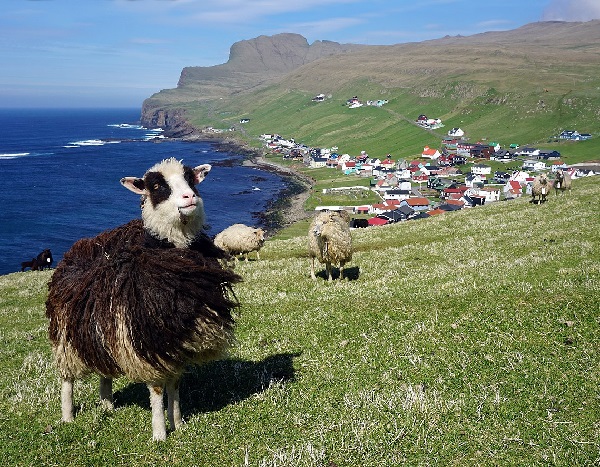 Razza Faroe