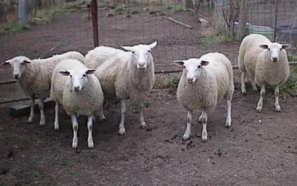 Pecore di razza Finnica