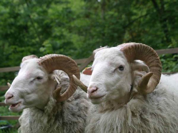 Pecore bianche con le corna della brughiera