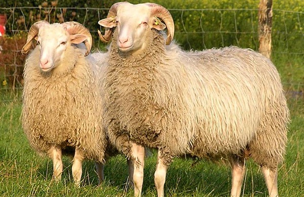 Pecore bianche con le corna della brughiera