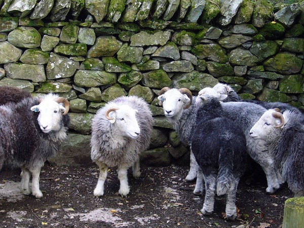 Razza Herdwick