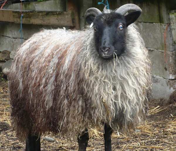 Pecore di razza Iceland 
