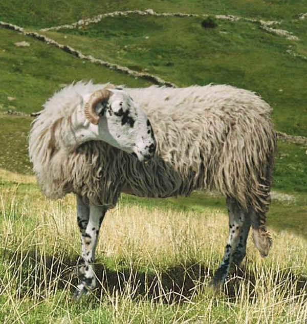 Pecora di razza Istriana o Carsolina 