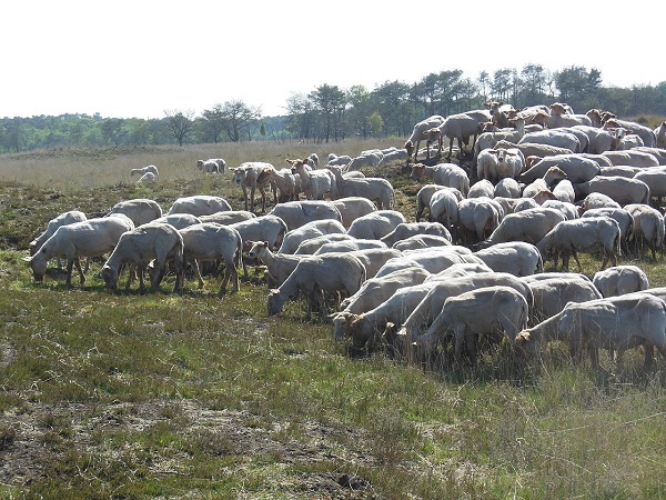 Kempisch Heideschaap