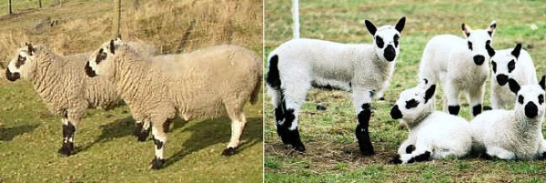Pecore di razza Kerry Hill 