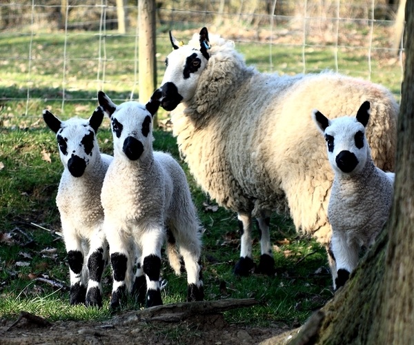 Pecore di razza Kerry Hill 