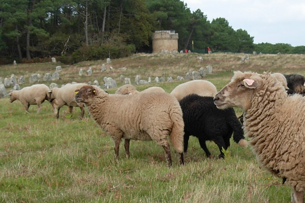 Landes de Bretagne