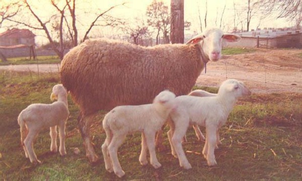 Pecora con agnelli di razza Laticauda 