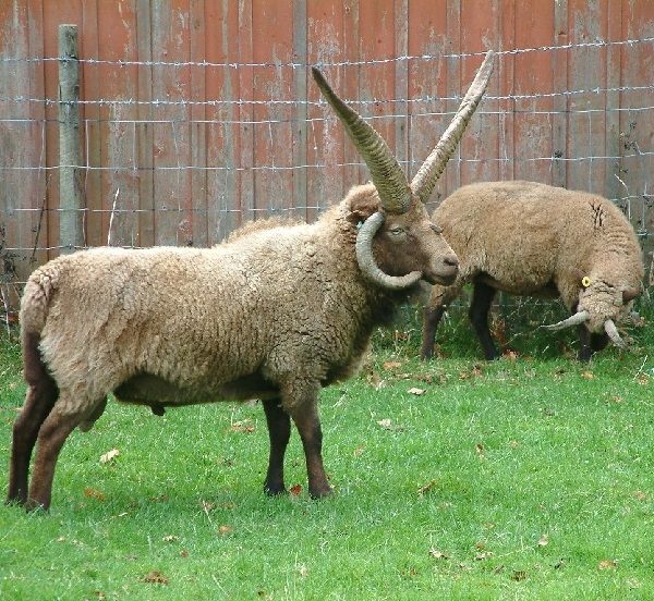 Manx Loaghtan