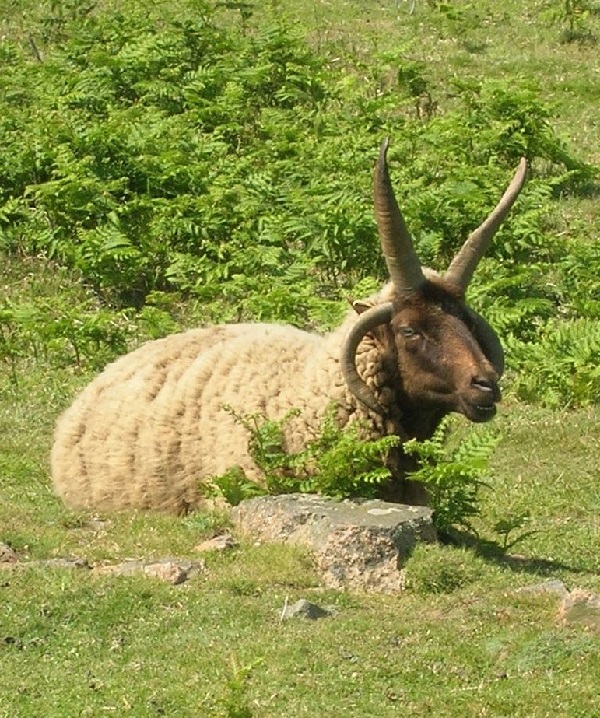 Manx Loaghtan