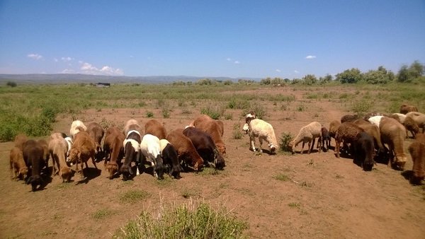 Pecore rosse Masai