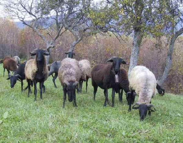 Pecore di razza Massese 
