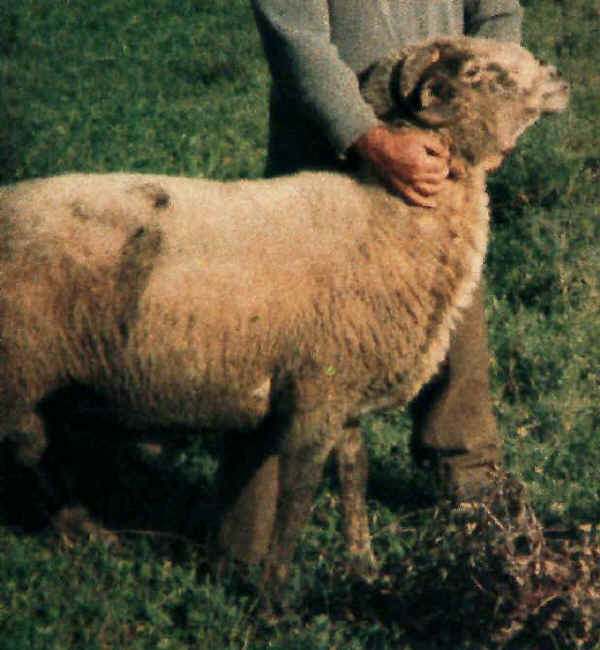 Ariete di razza Matesina