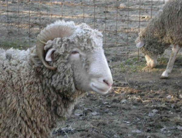 Montone di razza Merinos Delaine