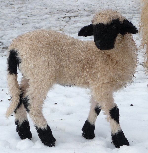 Naso Nero del Vallese