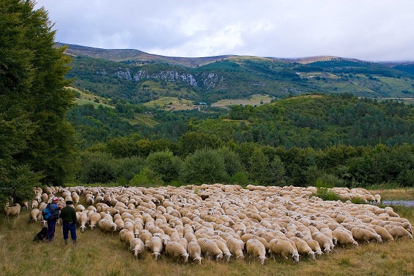 Pecora Navarra