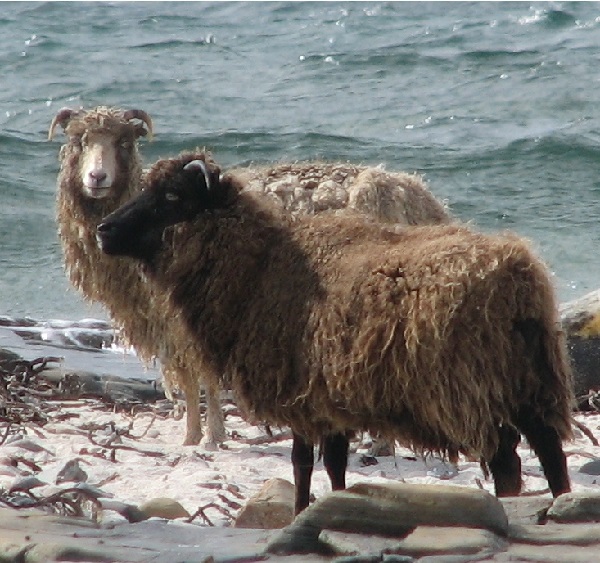 North Ronaldsay