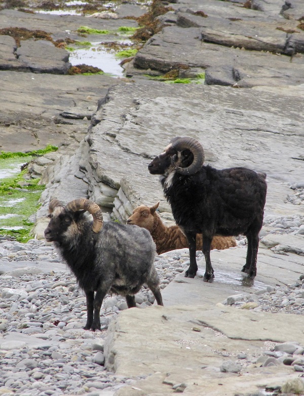 North Ronaldsay