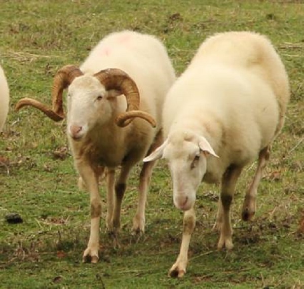 Pecora dell'Amiata