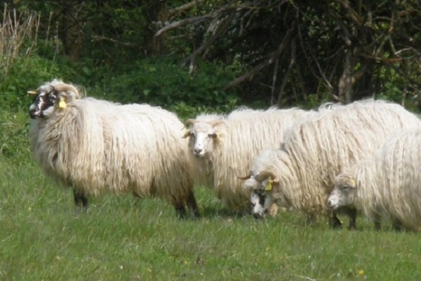 Pecora ucraina dei Carpazi