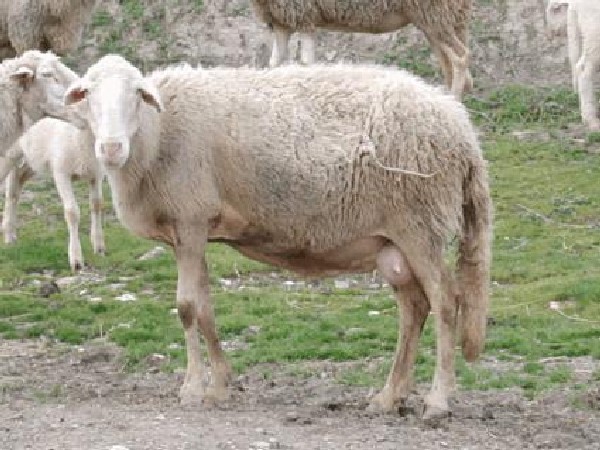 Pecora di razza Pomarancina