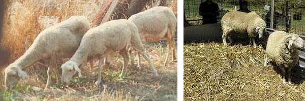 Pecore di razza Quadrella