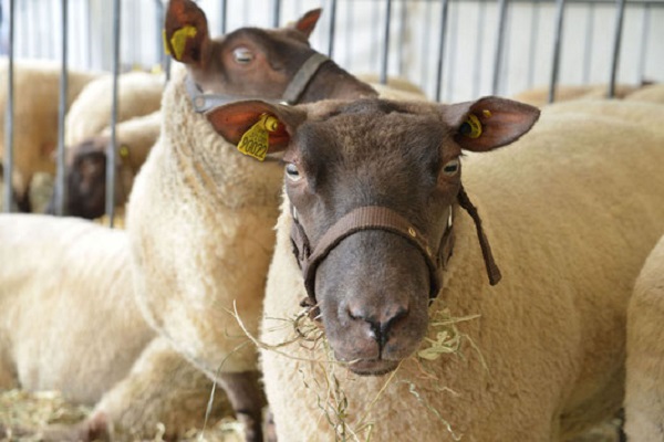 Pecora Roussin de la Hague