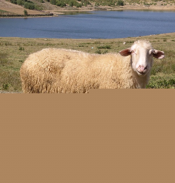 Percora Ruda