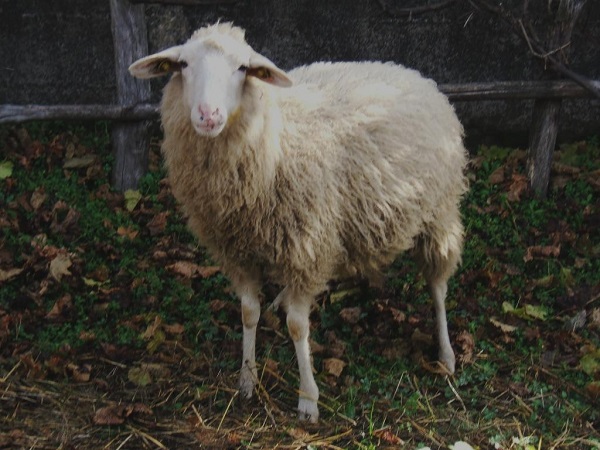Pecore di razza Saltasassi