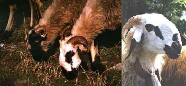 Pecore di razza Savoiarda