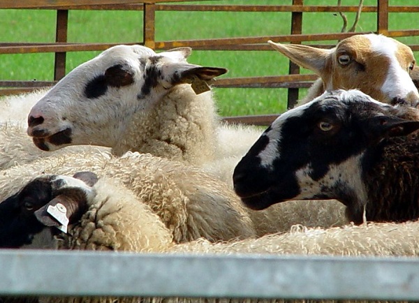 Schoonebeeker Heideschaap