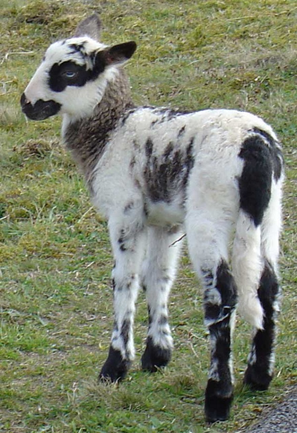 Schoonebeeker Heideschaap