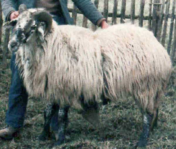 Pecore di razza Sciara o Moscia Calabrese