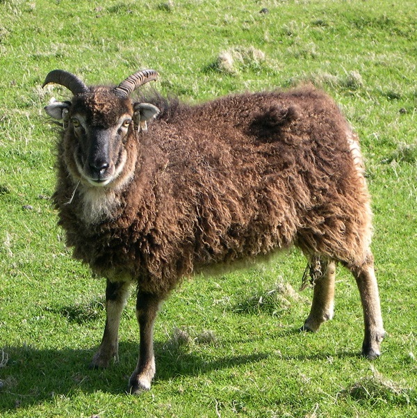 Soay