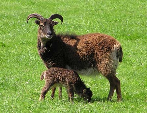 Soay