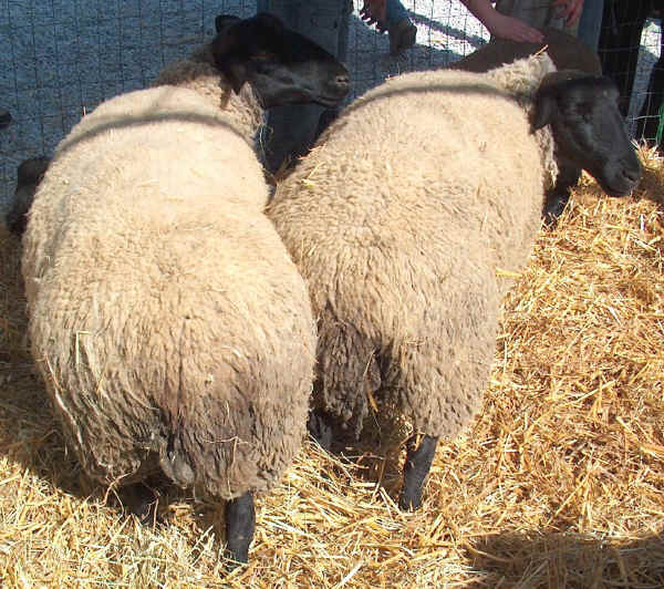 Pecore di razza Suffolk 