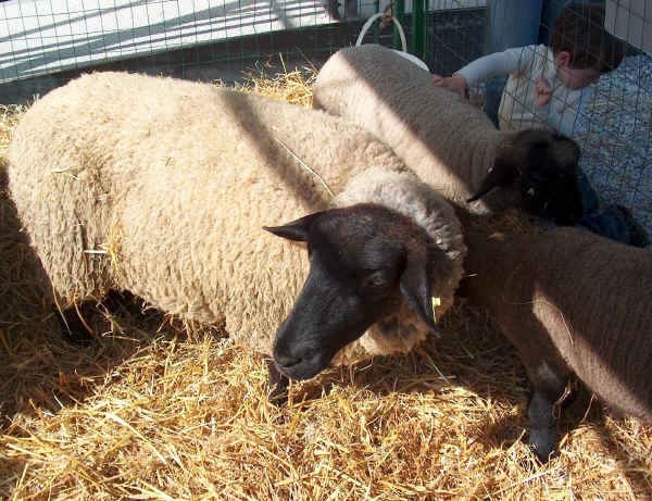 Pecora di razza Suffolk con agnelli 
