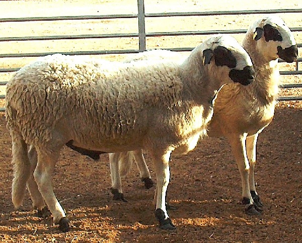 Ojinegra de Teruel