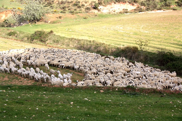 Ojinegra de Teruel