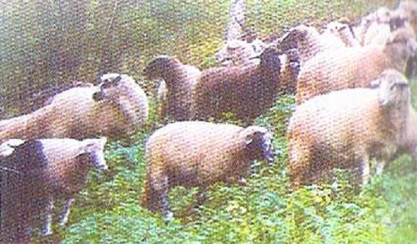 Pecore Teteven