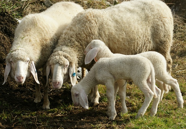 Famiglia di Tiroler Bergschaf