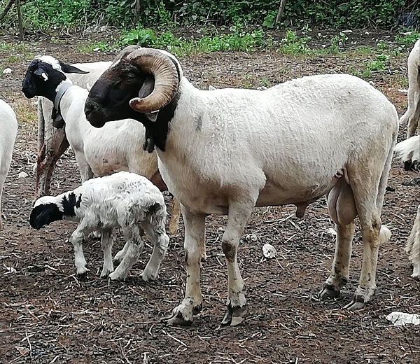 Ariete di razza Turchessa