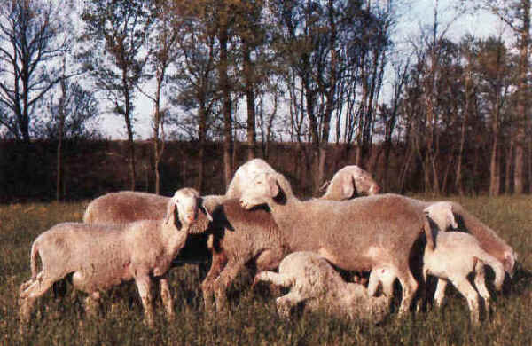 Pecore di razza Varesina