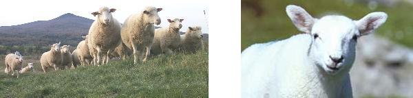 Pecore di razza Vermont attuale